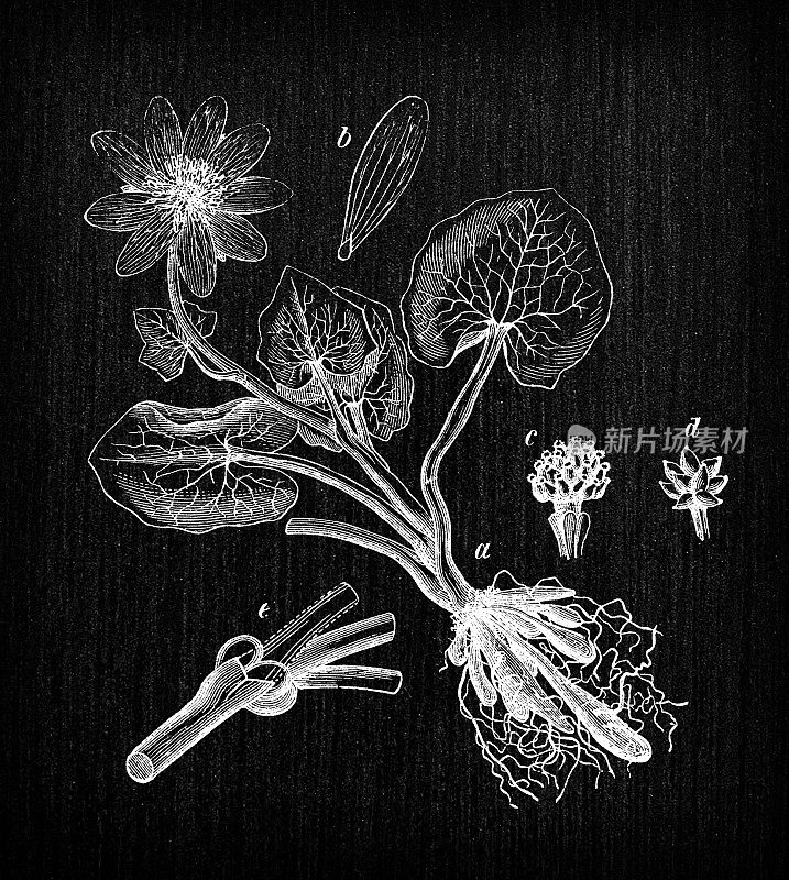 植物学植物古董雕刻插图:Ficaria verna(毛茛属Ficaria，小白屈菜)